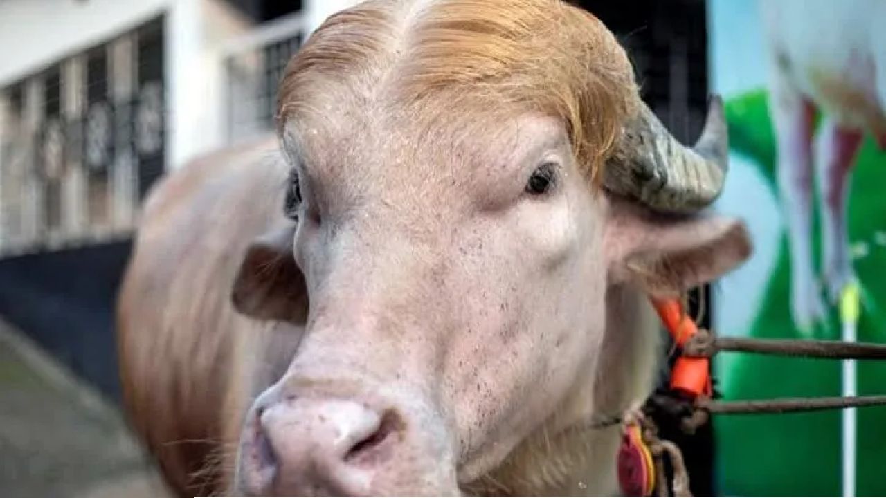 কোরবানি হচ্ছে না আলোচিত মহিষ ‘ডোনাল্ড ট্রাম্প’