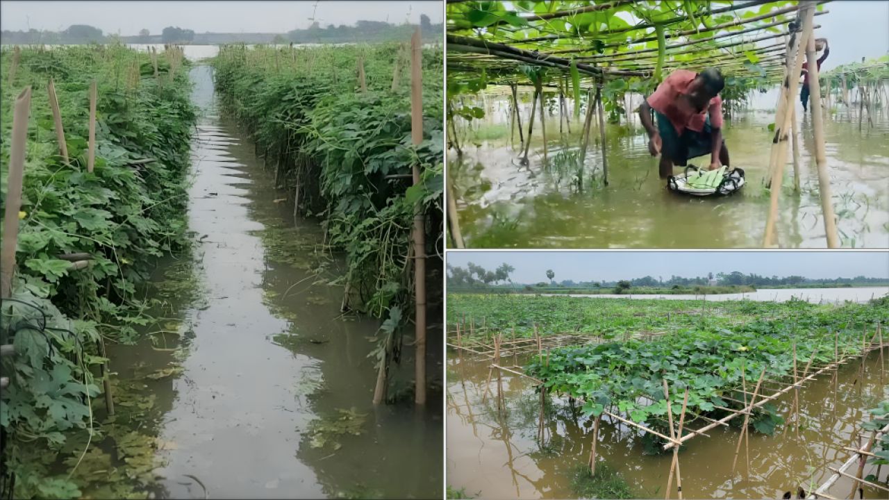গোমতীর পানিতে তলিয়ে বিস্তীর্ণ সবজিক্ষেত, ক্ষতির মুখে হাজারো কৃষক