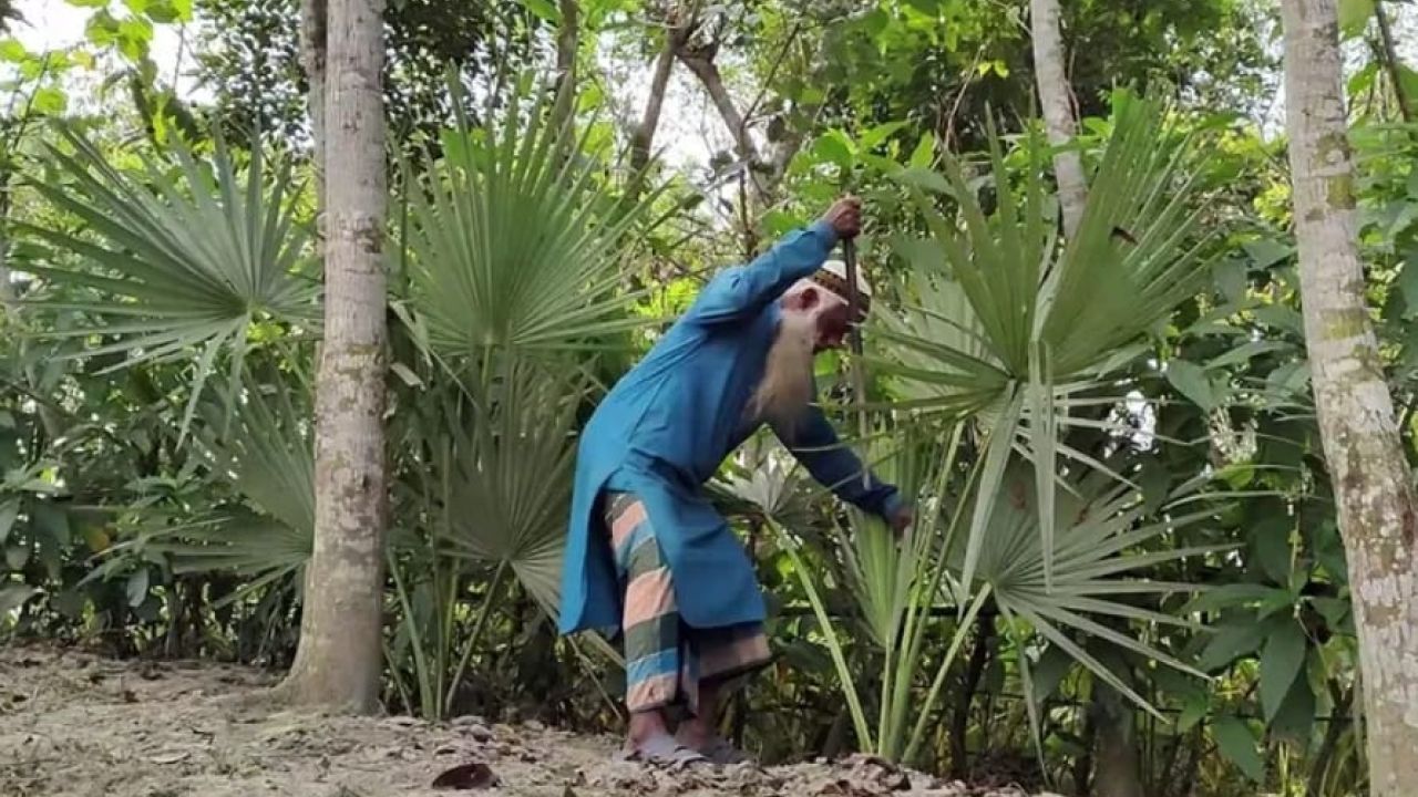 ঠাকুরগাঁওয়ে এক ব্যক্তির হাতে ৫২ হাজার তালগাছ, হারিয়ে যাওয়া উদ্যোগের মাঝেও নজির