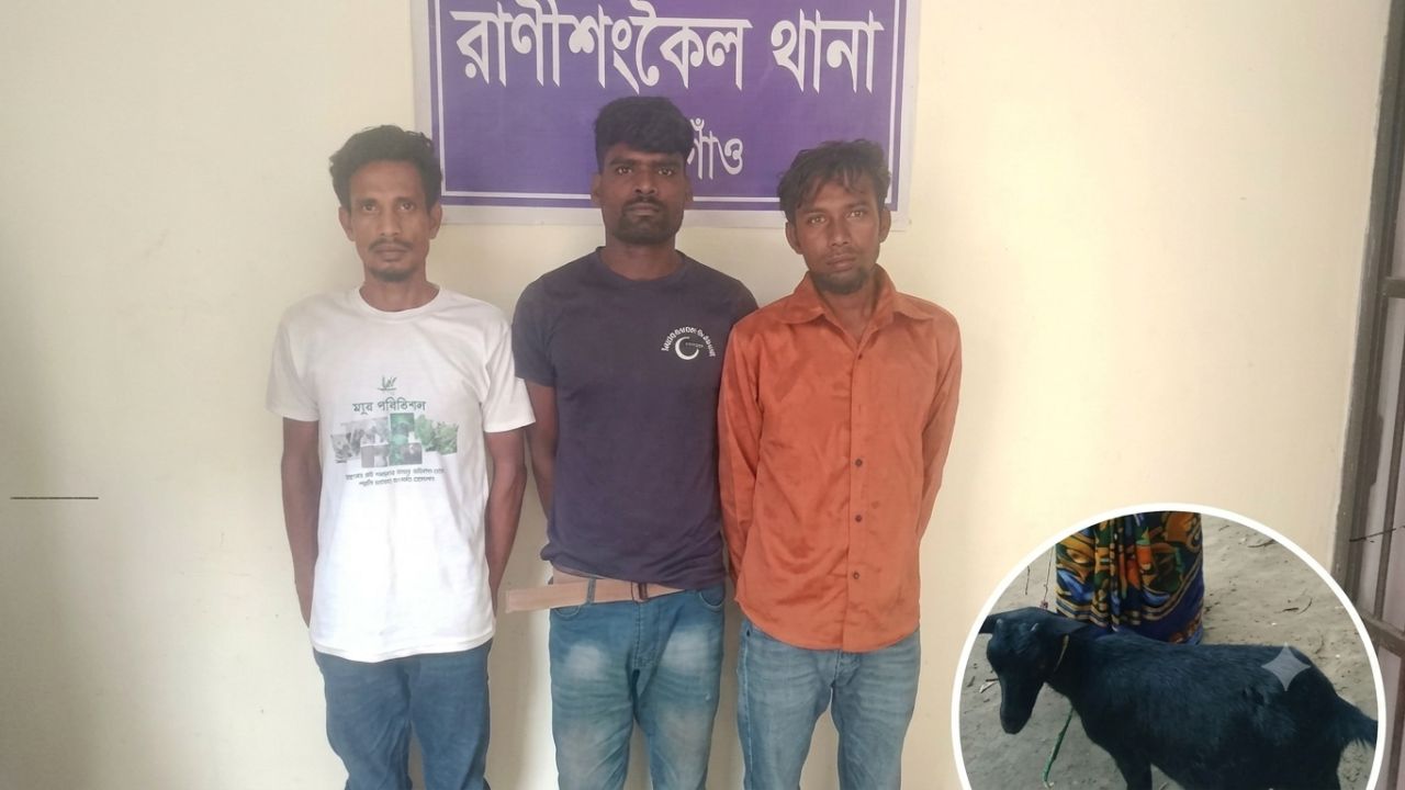 রাণীশংকৈলে বিধবার জীবিকার ছাগল উদ্ধার আটক ৩