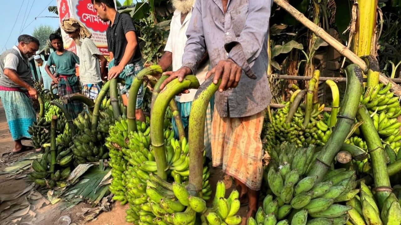 নরসিংদী দুই ঘণ্টার হাটে বিক্রি হয় ১০ লাখ টাকার কলা